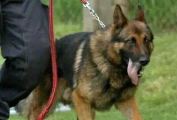 В Чехии из-за халатности полицейского умерла служебная собака. Животное оставили в перегретой машине