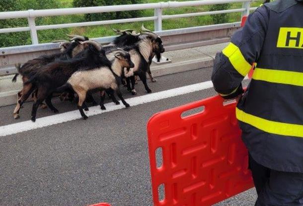 В Чехии по шоссе бегало стадо коз