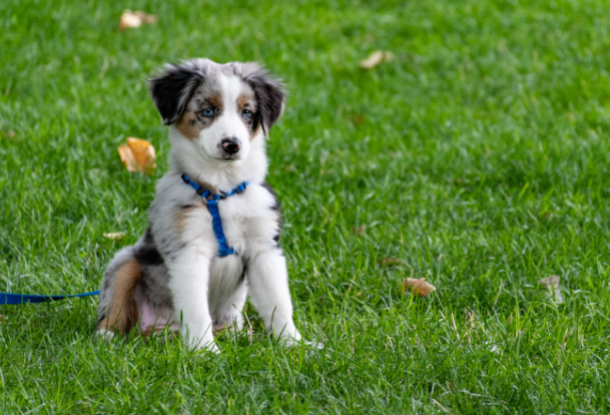 Собак в Чехии будут регистрировать в центральном реестре, который будет вести ветеринарная палата