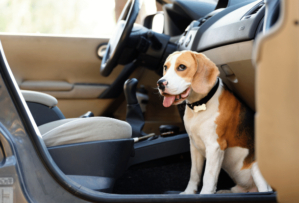 Как перевозить собаку в машине и не получить за это штраф в Чехии?  Четыре безопасных способа