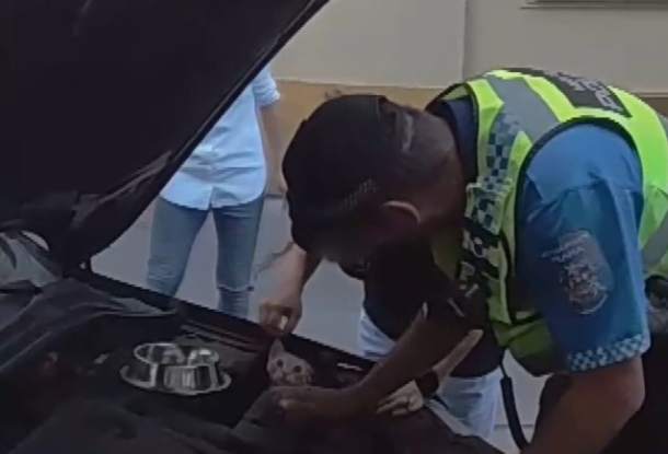ВИДЕО: Как чешские полицейские спасали кошку, застрявшую под капотом авто