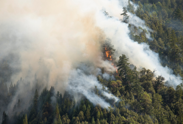 Пожар в Чешской Швейцарии потушен. Пожарные передали последний участок администрации парка