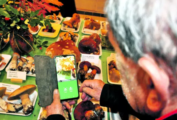 Люди в Чехии травятся грибами из-за мобильных приложений, которые неверно распознают виды