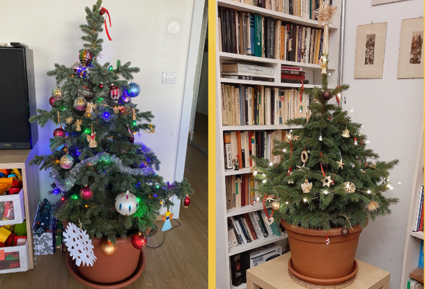 Чехи придумали способ спасти рождественские елки. Сервис проката предлагает живые деревья