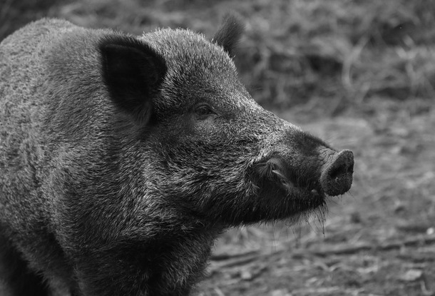 В Чехии подтверждены случай африканской чумы свиней и вспышка птичьего гриппа