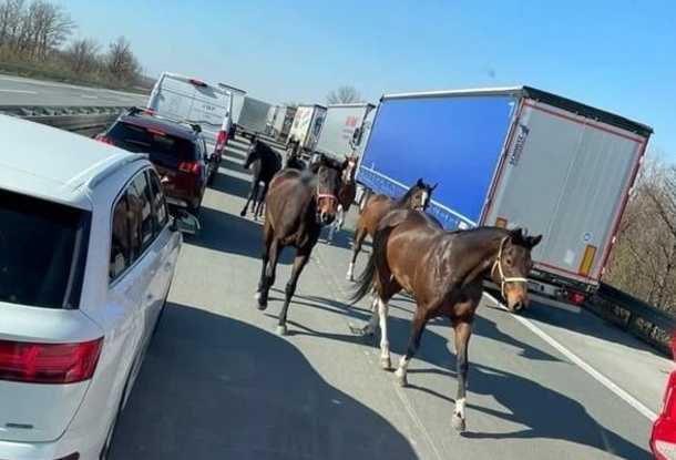 Участок автомагистрали D1 в Чехии закрыли из-за сбежавших лошадей