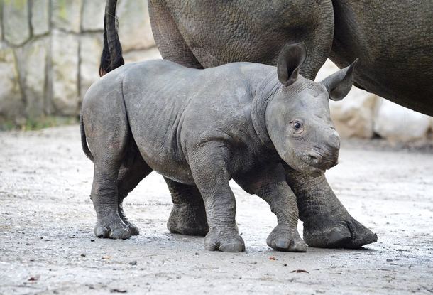 В Чехии в сафари-парке Двур-Кралове родился редкий детеныш черного носорога   
