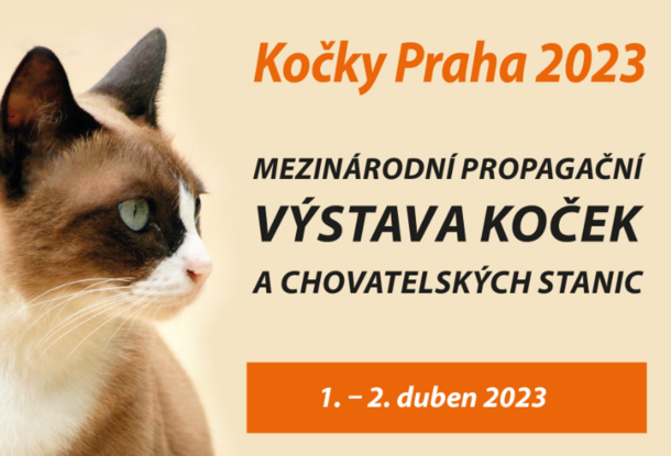 Выставка кошек «Cats Praha 2023». Будут породистые и те, которые ищут дом