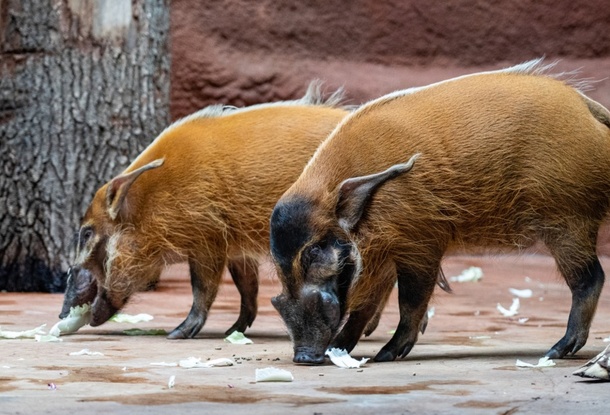 Пражский зоопарк возобновил разведение кистеухих свиней