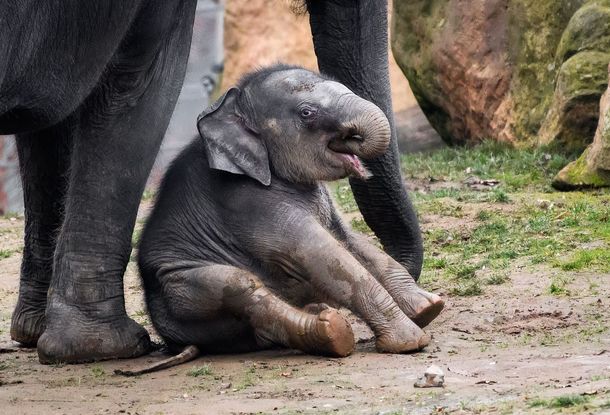 В пражском зоопарке умер слоненок