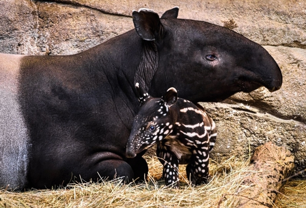 ФОТО: в Злинском зоопарке родился детеныш тапира