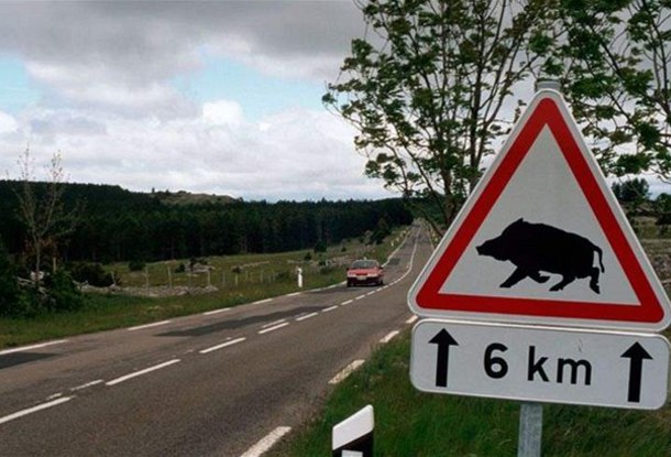 Пять диких кабанов спровоцировали аварию на шоссе на D2 в Чехии