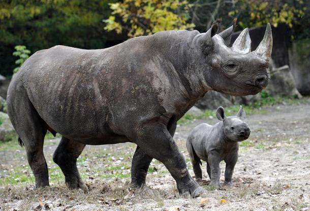 Редкий детеныш черного носорога родился в сафари-парке Двур-Кралове