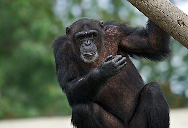 Шимпанзе в чешском зоопарке выломали дверь и убежали