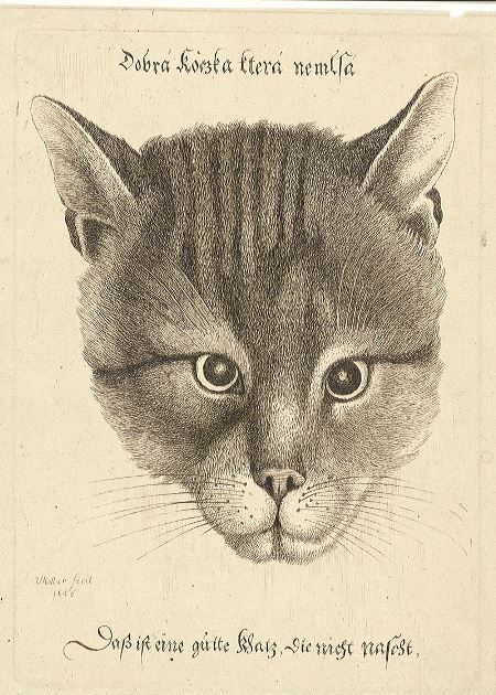 https://420on.cz/uploads/Image/1749/content_Wenceslas_Hollar_-_Head_of_a_cat__middle_size_.jpg