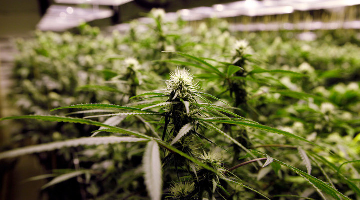 Чехии легализовали марихуану желтые листья конопля